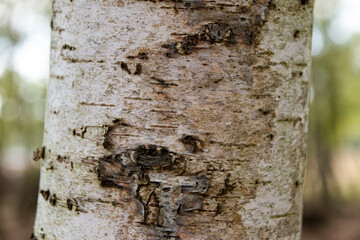 trunk of a birch