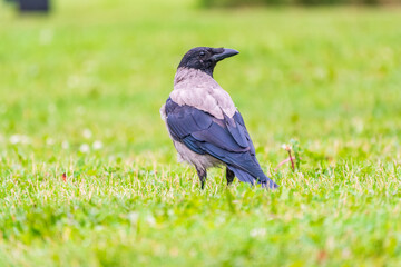 Hooded crow, corvus cornix, standing on the lawn in the spring or summer