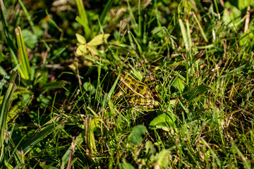 Green frog camouflaged in the grass.