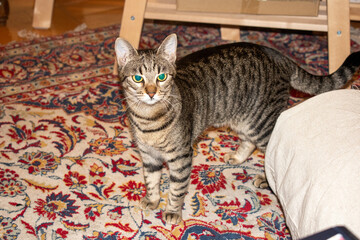 Domestic cat in a room