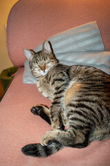 Domestic cat sleeping on a chair
