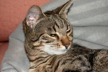 Domestic cat sleeping on a chair