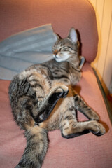 Domestic cat sleeping on a chair