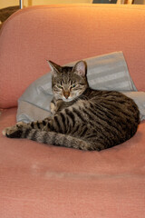 Domestic cat sleeping on a chair