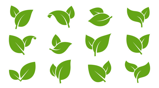 Eco green color leaf vector logo flat icon set. Isolated leaves shapes on white background. Bio plant and tree floral forest concept design.
