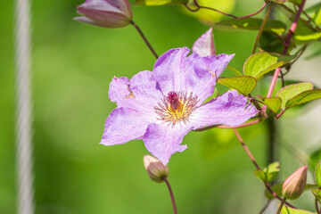 Obraz premium Spring Flowering Downy Clematis (Clematis macropetala). Close up of flowering blue Clematis on blurred background.