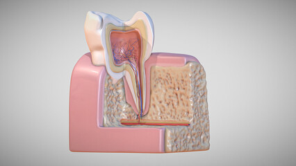 A 3D visual depicting the anatomy of a human tooth used in dentistry. The tooth's anatomical structure is drawn to scale and in detail in a computer-generated image.  © UniqDream
