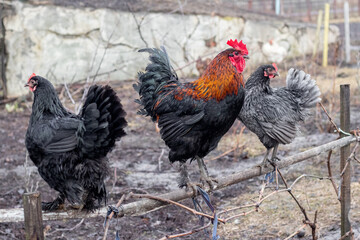 rooster and chickens in the garden on a perch