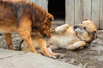 two dogs during a conflict, one dog is lying on the ground, the other wants to bite him