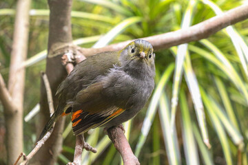 Taiwan Liocicichla Perched on a Branch