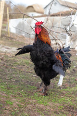 Rooster with black and brown feathers with spread wings on a farm