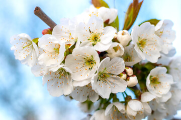 cherry blossom, white cherry flowers against a blue sky