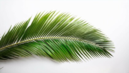 Obraz premium palm leaf isolated on white