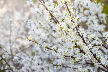 blackthorn bush with small white flowers, blackthorn flowering