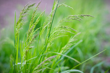 spring or summer background with grass stems on a blurred background, grass stems with seeds