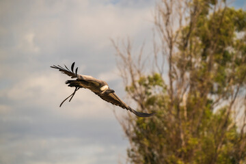 photographs of African vultures in their natural habitat in the middle of nature