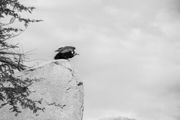 photographs of African vultures in their natural habitat in the middle of nature