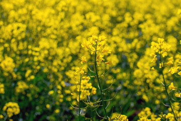 Rapeseed blossom, yellow rapeseed flowers close-up in the field