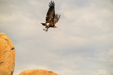 photographs of African vultures in their natural habitat in the middle of nature