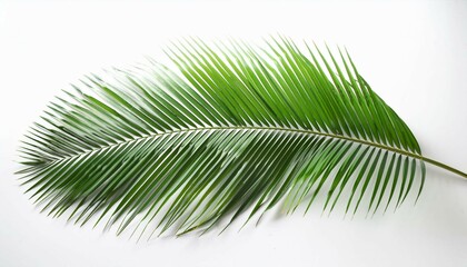 Obraz premium palm leaf isolated on white