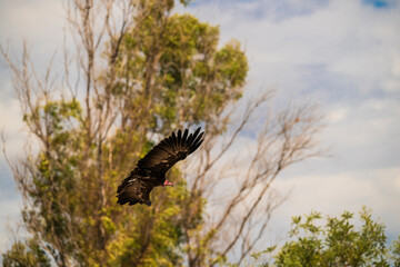 photographs of African vultures in their natural habitat in the middle of nature