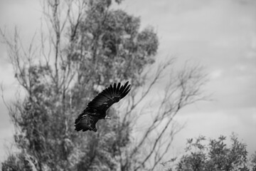 photographs of African vultures in their natural habitat in the middle of nature