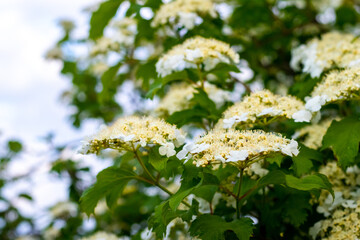 Viburnum blossoming, white viburnum flowers on a bush in spring