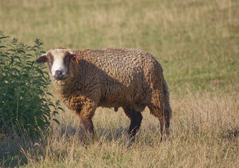 Fototapeta premium Sheep and lamb in the green grass field