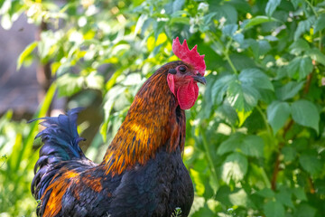 large thoroughbred rooster in the garden near a raspberry bush on a sunny day