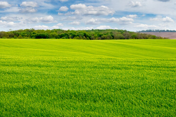 Naklejka premium Spring landscape with green grass in the field and a forest in the distance