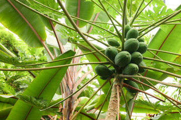Green papaya fruits on the tree, In Eden Project, Cornwall, England