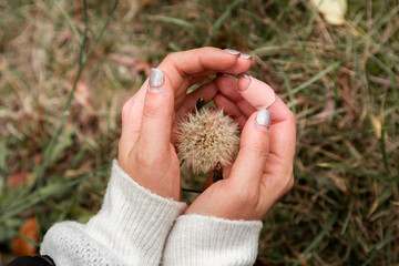 Hands  with autumn dandelion. Top view. Seasonal flowers. Late summer Gardening. 
