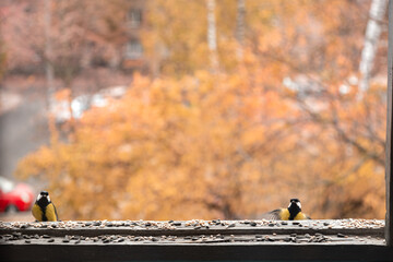 Hungry Great tit on a balcony. Birdwatching over the window glass.  Yellow wild bird with black feathers looking for food. Orange autumn background.