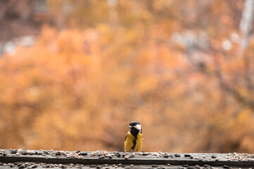 Hungry Great tit on a balcony. Birdwatching over the window glass.  Yellow wild bird with black feathers looking for food. Orange autumn background.