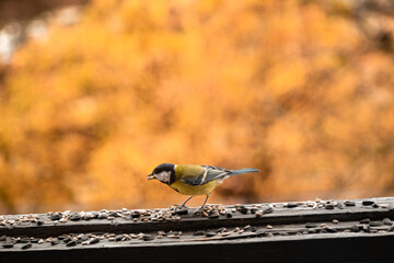 Hungry Great tit on a balcony cold weather. Birdwatching over the window glass.  Yellow wild bird with looking for food. 