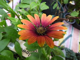 Orange osteosputmum daisy flower