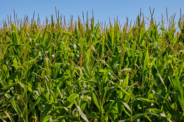 Close-up of corn field plantation growing up