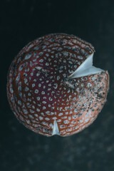 toadstool Mushroom Close-Up