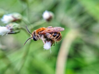 A close-up shot of a small, fuzzy bee collecting pollen from a delicate white flower. The bee's wings are spread out as it works.
