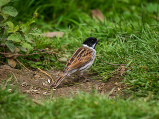 Male Reed Bunting on the Ground