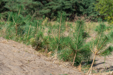 Plantation of young pine seedlings or conifers tree grow. Newly planted pine forest. Forestry of evergreen sprout. Concept reforestation, afforestation and environmental recovery. Change in nature.