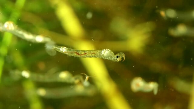 Phantom Midge larva (Chaoborus sp.) underwater in a pond, drifting slowly and hunting, moderate macro with other subjects and copepods visible in the background.