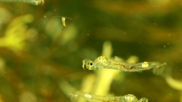Phantom Midge larva (Chaoborus sp.) underwater in a pond, drifting and rotating slowly, moderate macro with other subjects and copepods visible in the background.