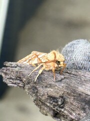 wasp on a leaf