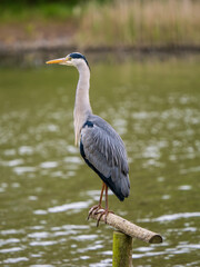 Grey Heron Fishing on a Lake