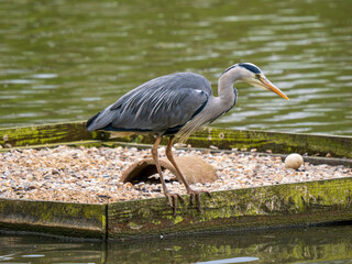 Grey Heron Fishing on a Lake
