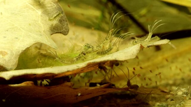 Mayfly nymphs (Baetis sp.) underwater in a pond, feeding on algae, wide view with other nymphs visible.