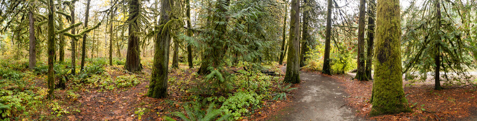Lush forest landscape showcasing diverse greenery and towering trees in a tranquil natural setting during golden hour in fall, cowichan valley, british columbia, canada