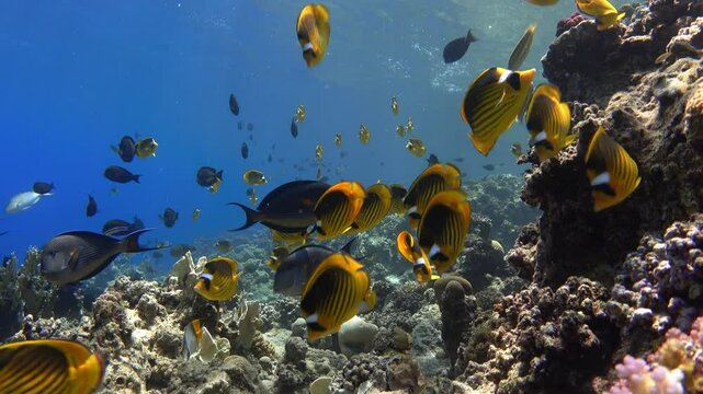 Diagonal butterflyfish school on coral reef, Red sea
