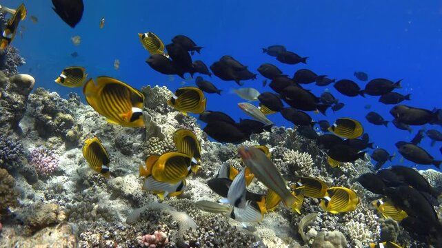 Diagonal butterflyfish school on coral reef, Red sea